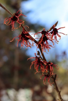 Hamamelis x intermedia - vilín prostřední - květy